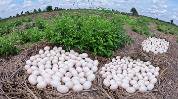 Amazing - Wow a farmer pick a lot of duck eggs in rice field under grass by skills hand