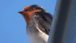 Welcome Swallow - Hirundo Neoxena