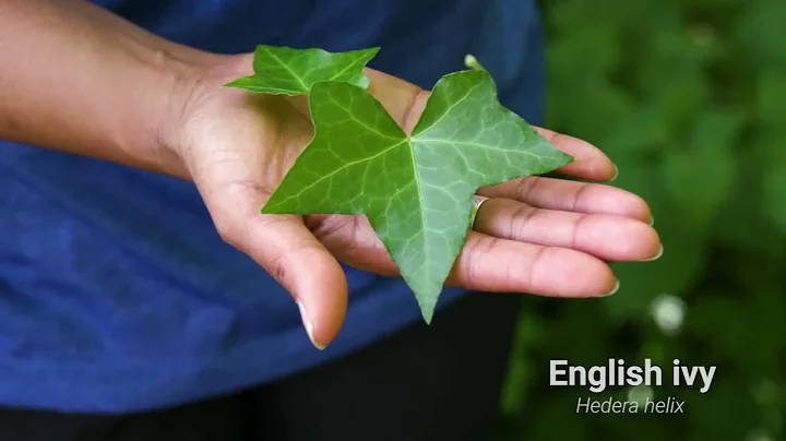 How to: ID and Manage English ivy