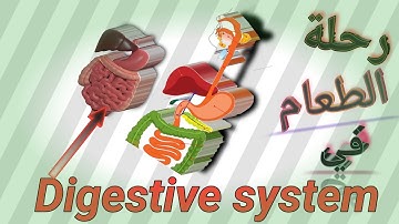 شرح الجهاز الهضمي الوحدة الاولي الدرس2 منهج كونكت unit 1 lesson 2 digestive system connect4 2022