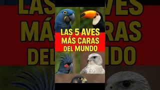 💰 Las 5 Aves Más Caras Del Mundo Que No Creerás Que Existen 💰 Resimi