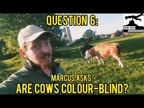 Cow Facts for Kids - 10 Questions! (Q&A) - A Video by Joel Self - Outdoor Instructor