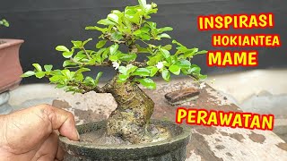 Gaya Dan Bentuk Bonsai Hokiantea Mame Milik TEC