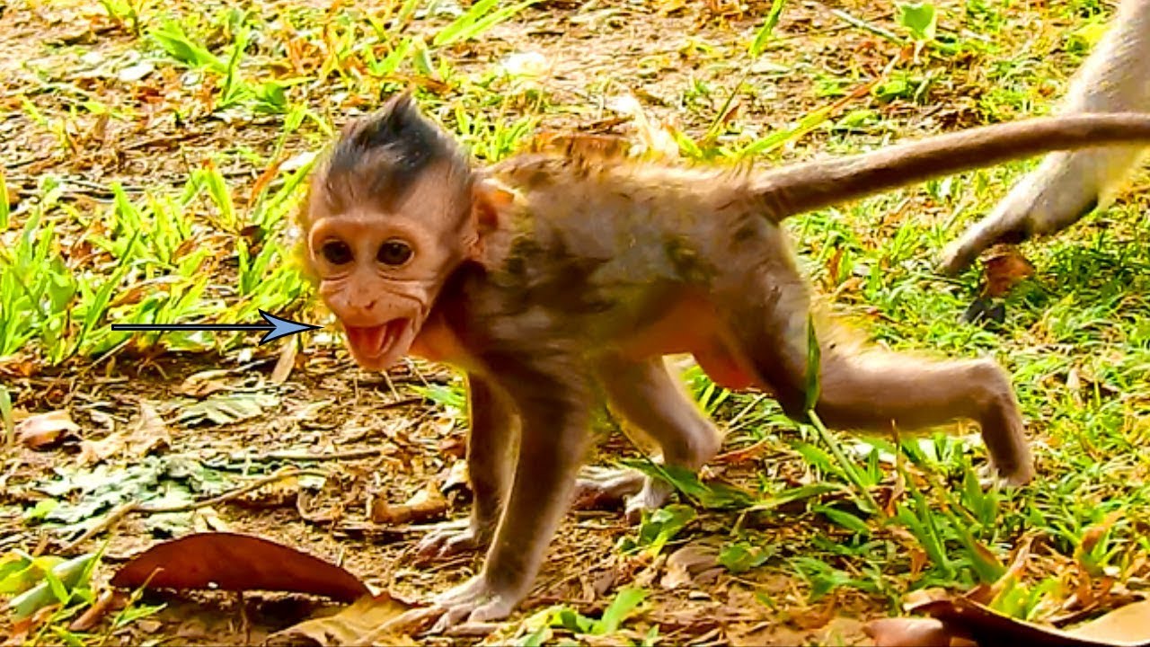 Baby Monkey Lizza Very Strange & Surprising, Crying Loudly & Staring Big Boss Coming Around her