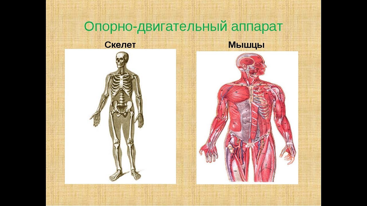 Пассивная часть опорно двигательной. Опорно двигательный аппарат. Опорно двигательный аппарат скелет. Мышцы опорно двигательного аппарата. Скелет с мышцами.