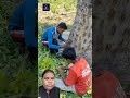Why Do Farmers Cut Mango Trees And Paint Them Like This ?By Shiksha SQUARE #shortvideo #viral