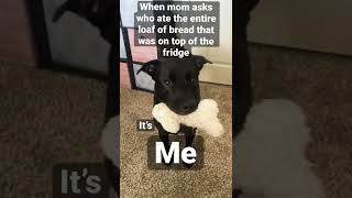 Dog Jumped On Top Of Fridge To Eat Entire Loaf Of Bread 🍞