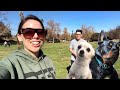 FOLLOW ME AROUND VLOG | CHILLIN WITH MY PIGS