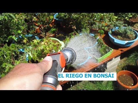 CÓMO REGAR UN BONSÁI (EL RIEGO EN BONSÁI) ֍ CURSO BÁSICO DE BONSÁI 💦
