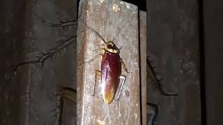 cockroach #cockroach #youtubeshorts