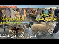 Directly From The Market Of Ain Aisha Taounate Region Rahba A Cow A Lamb A Ewe And A Calf 
