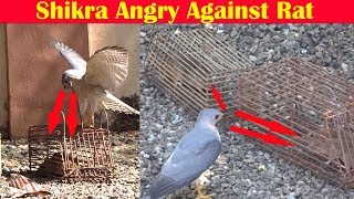 Shikra(Accipiter badius) hunting: trying to catch 3 Rats from the cage