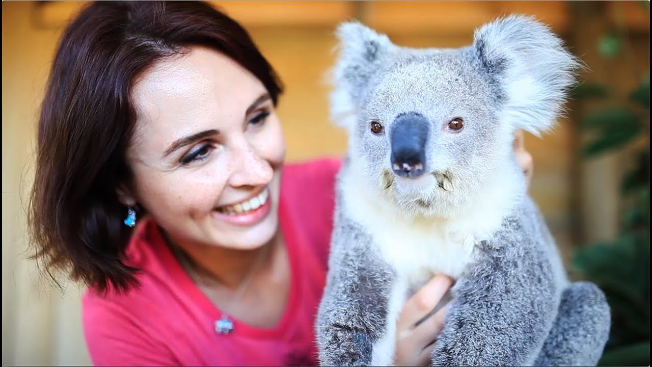 First time cuddling a koala and kangaroo