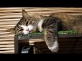 10 минут отборного стрессирования котика совой. lva-Owl vs Murlock-Cat
