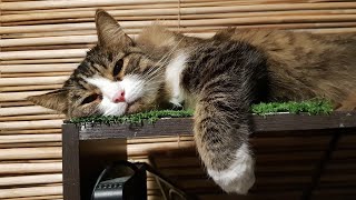 10 минут отборного стрессирования котика совой. lva-Owl vs Murlock-Cat 10 минут отборного стрессирования котика совой. lva-Owl vs Murlock-Cat