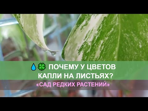 Видео: Почему моя калла плачет?