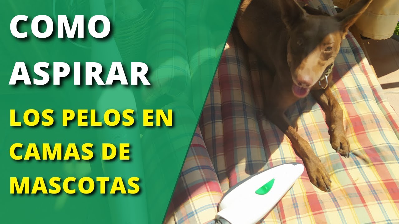 Cómo aspirar los pelos de tu mascota? – EVVO HOME