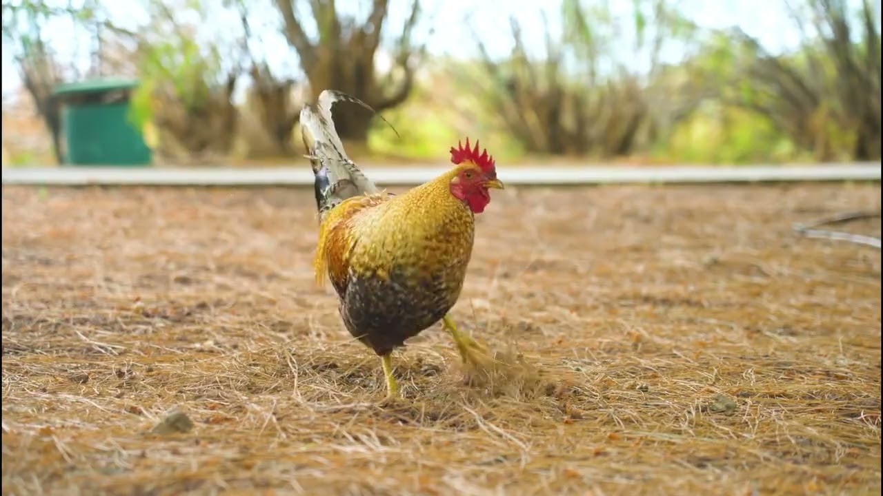 Simple Farm Life – Animals & Soft Background Music