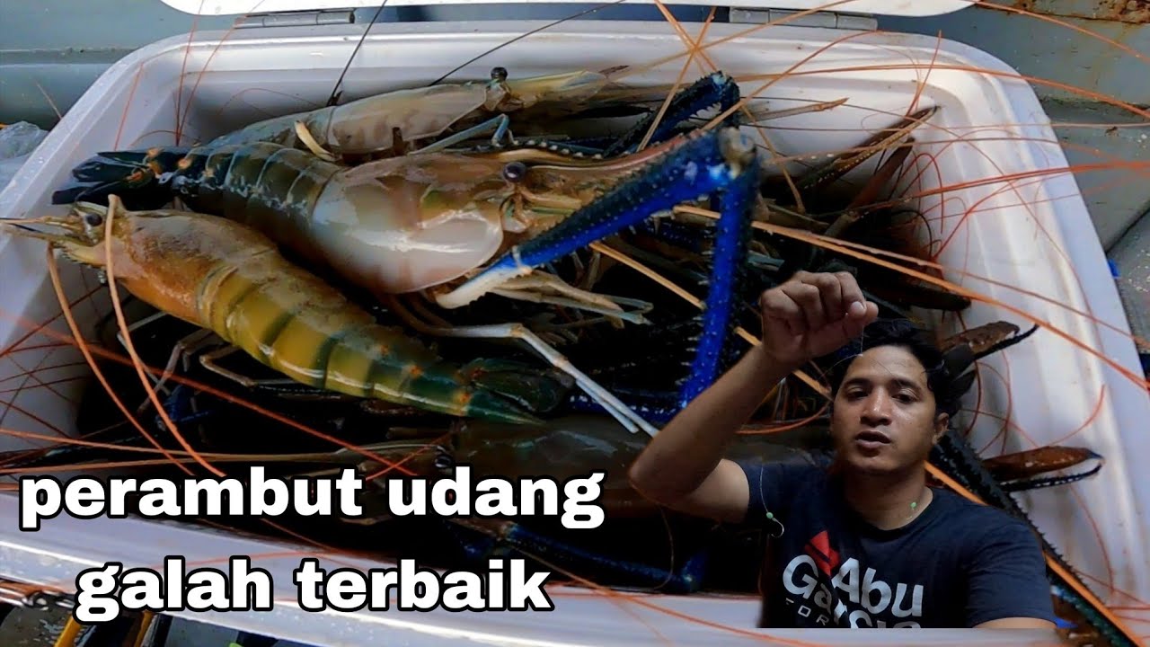 Cara Pembuatan Perambut Y Udang Galah Paling Terbaik & Berkesan
