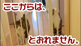 猫の脱走防止用ゲートが届きました大きなお届け物チェック組立て、完成までの一部始終。vol.49