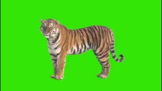 green screen harimau || chroma key || after effects || free download link di deskripsi