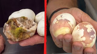 TOP 5  - REPTILE EGG MISTAKES YOU HAVEN'T HEARD!