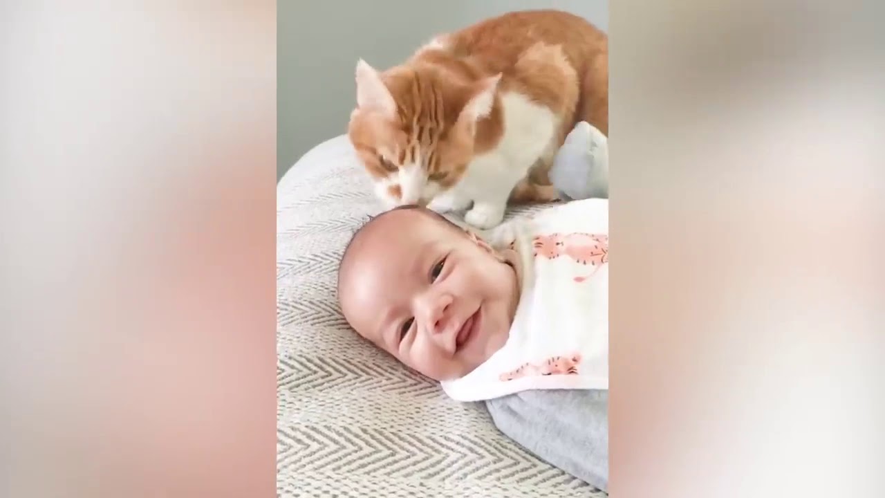 Cute Baby and Cats Playing Together Baby and Pet Video YouTube