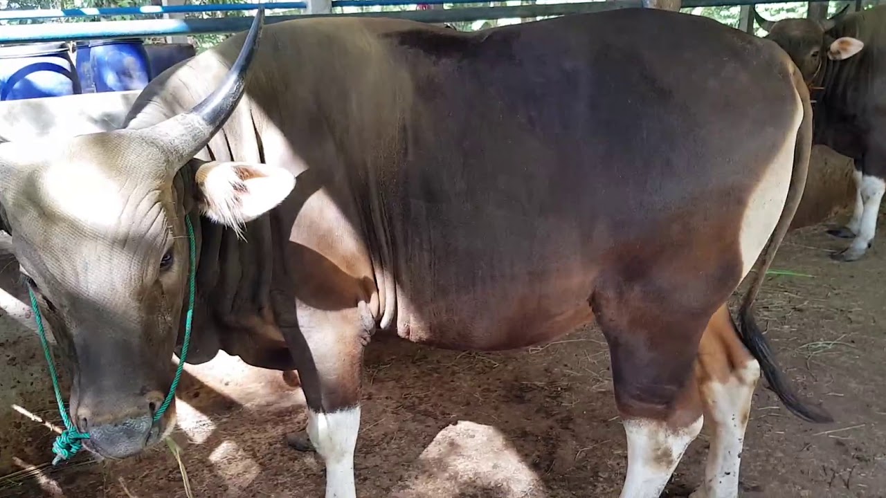 Sapi bali Qurban 2020 - YouTube