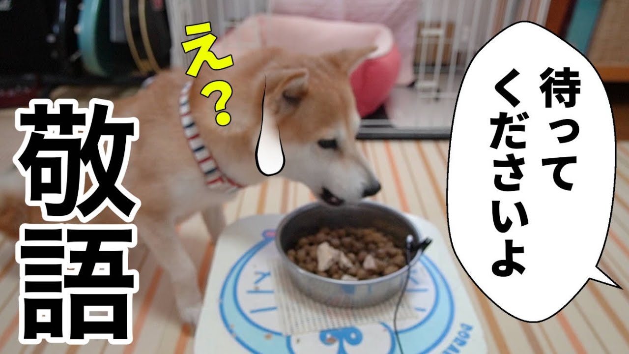 柴犬小春 敬語コマンドは通じないふりをする Youtube 柴犬小春 敬語コマンドは通じないふりをする Youtube