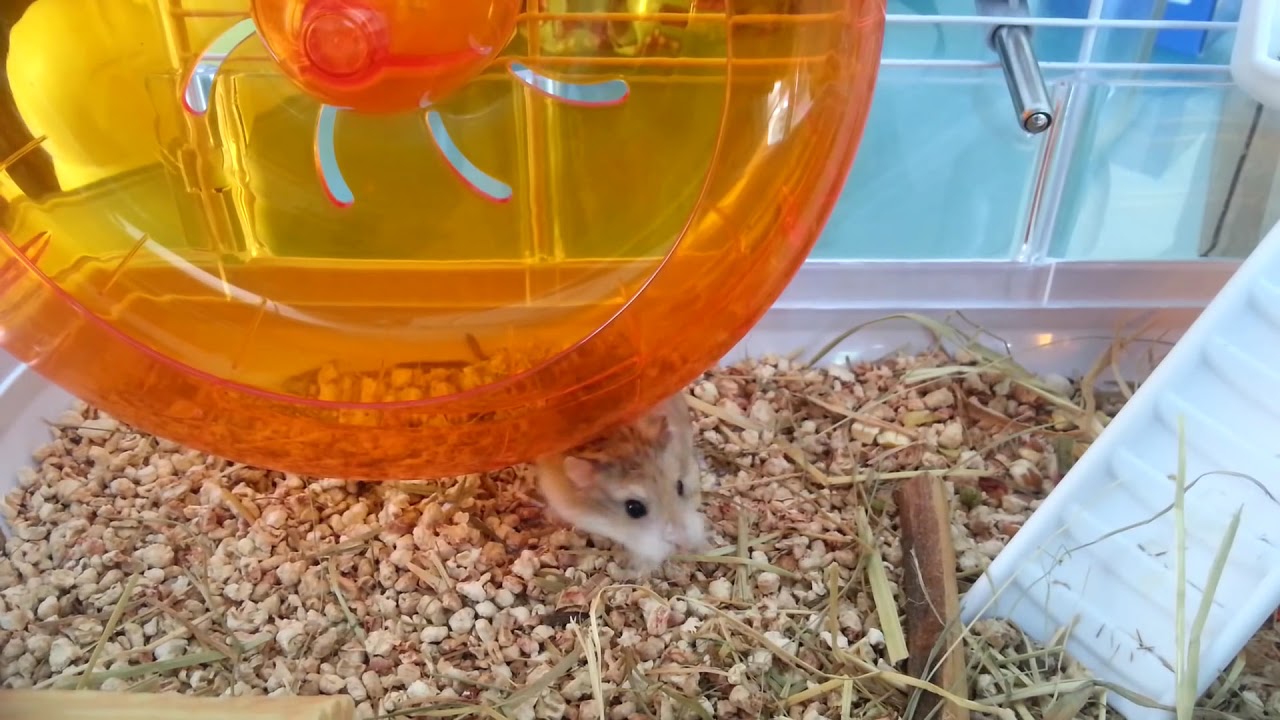 Vidéo de notre Hamster Roborovski