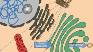 Lysosomal Storage Diseases, Cell Introduction