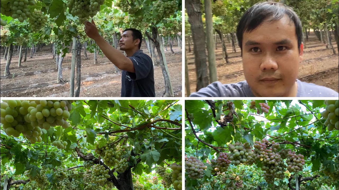 #ไร่องุ่น แนวใหม่องุ่นพันธ์ดก  ค้าง (ดาวกระจาย)ในภาคเหนืออิสราเอล