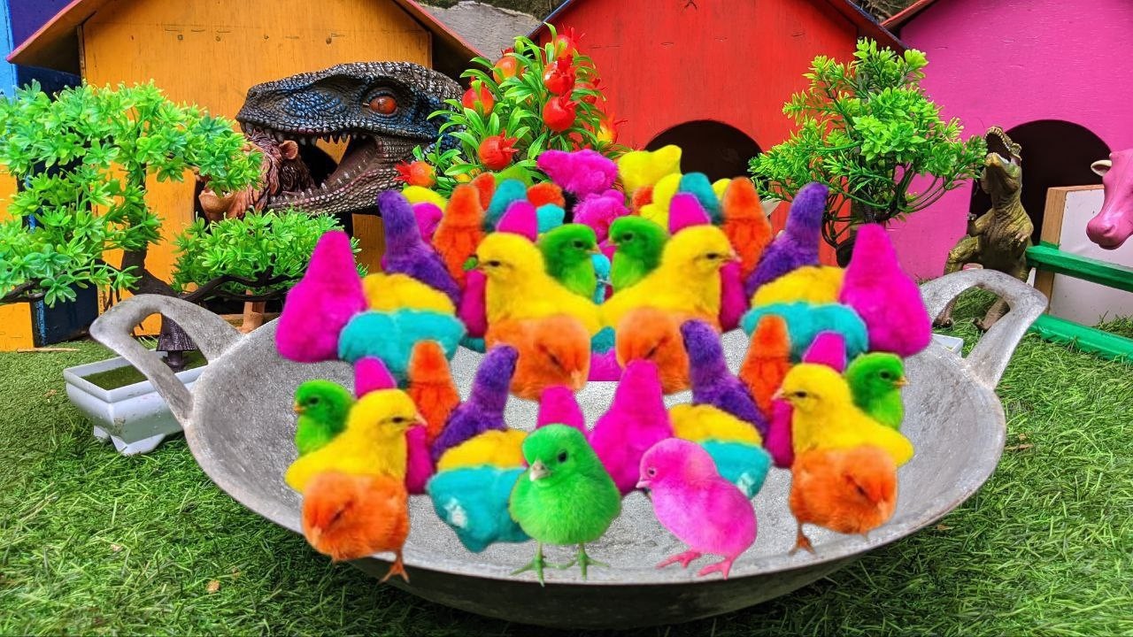RAINBOW BABY CHICKS FOLLOW THE SWEET WHITE BUNNY || CUTE RAINBOW CHICKS