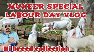Muneer Goat Farm Special Collection On Labour Day