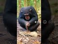 Chimpanzee Starts Fire by Friction?! A New Level of Animal Intelligence!