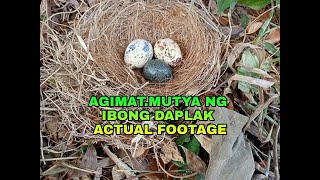 AGIMAT | ANTING ANTING NG IBONG DAPLAK | SINGTIGAS NG BATO ANG ITLOG.