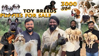 ரூ 3000 முதல் Largest Dog Kennel | Toy Breed Dogs | Yazhli Kennel Coimbatore | Puppies for sale