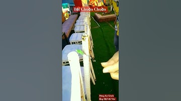 Bắt Chuồn Chuồn Đá,