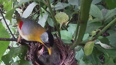 BURUNG PANCAWARNA - Induk burung pancawarna meloloh anakannya yang sudah hampir terbang