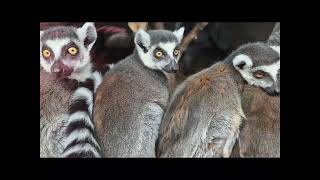 Lemurs Can Sing Or Howl Fun & Fascinating Lemur Facts
