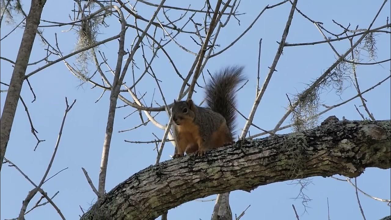 Fox squirrel barking a lot. YouTube