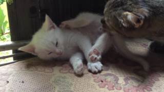 Маленький красивый котёнок с кошкой. Маленький красивый котёнок с кошкой.