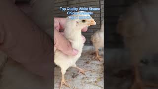 Aseel White Shamoo Chicks #viralvideo #viralshorts