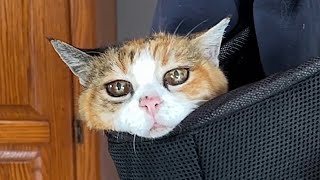 Miss Muffys New Carry Sack Senior Cat Goes For A Walk With Owner