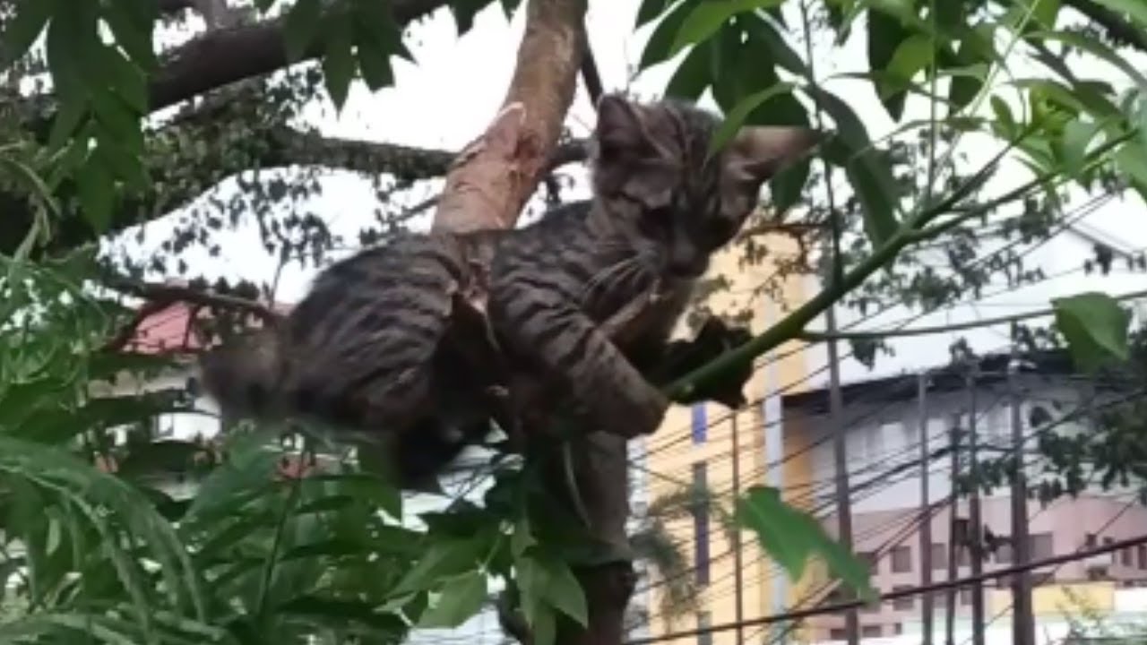 Dua anak kucing yang lucu memanjat pohon