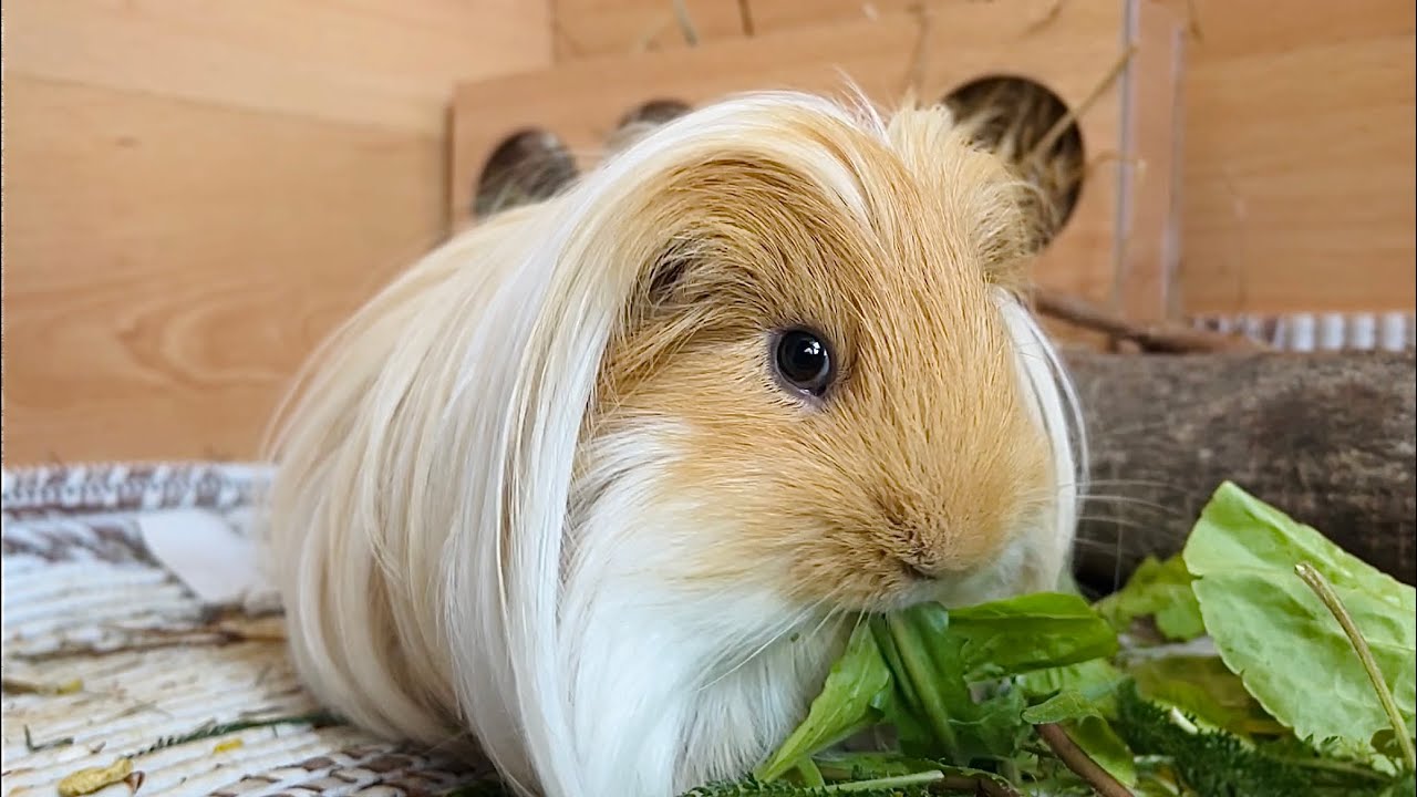 Cute Silkie Guinea pig. Crunch crunch. - YouTube