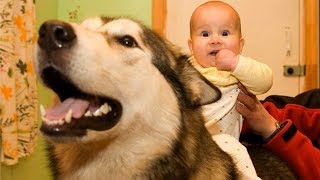 Alaskan Malamute Dogs Love Baby Compilation