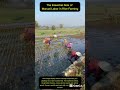 How Flooded Paddy Fields Support Healthy Crop Growth