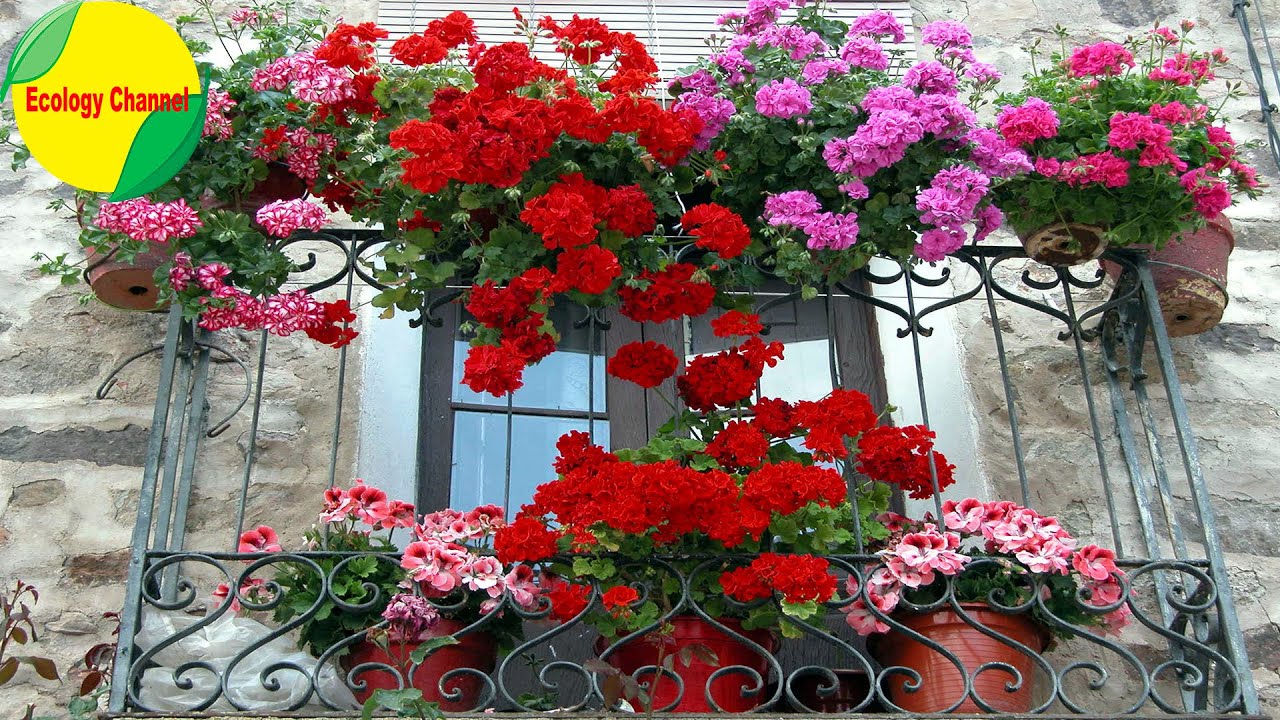 10 Flores Colgantes para Balcón o Terraza