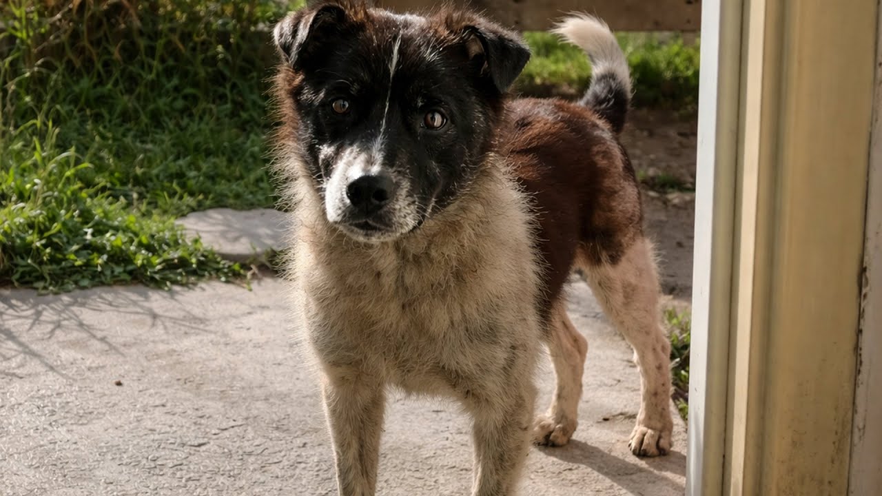 Пса украли и выбросили в лесу за 60 км от дома. Через 5 месяцев он вернулся, но был уже не тем...